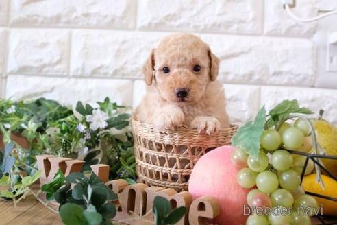 成約済の滋賀県のトイプードル-168287の3枚目