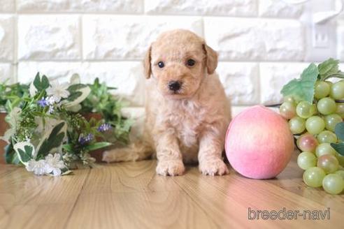 成約済の滋賀県のトイプードル-168287の2枚目