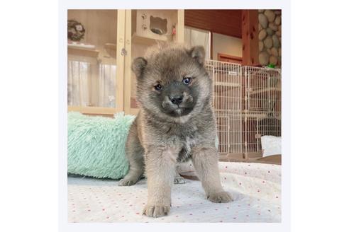 成約済の長野県の柴犬-170136の1枚目