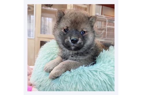 成約済の長野県の柴犬-170136の3枚目