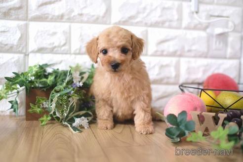 成約済の滋賀県のトイプードル-168289