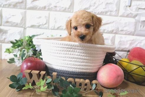 成約済の滋賀県のトイプードル-168289の7枚目