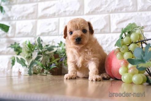 成約済の滋賀県のトイプードル-168289の3枚目