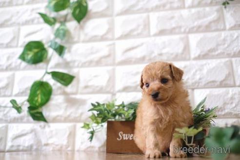 成約済の滋賀県のトイプードル-168289の2枚目