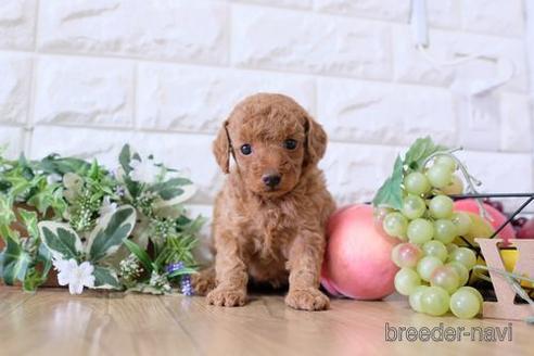 成約済の滋賀県のトイプードル-168293の3枚目