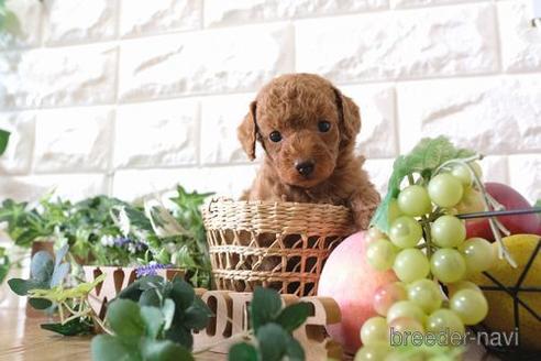成約済の滋賀県のトイプードル-168293の2枚目