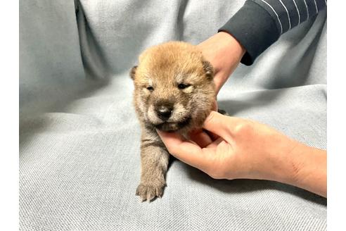 成約済の奈良県の豆柴-170147の1枚目