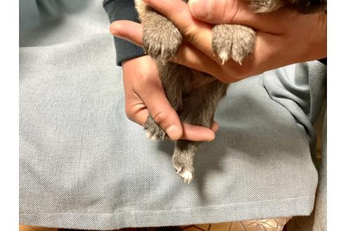 成約済の奈良県の豆柴-170147の4枚目