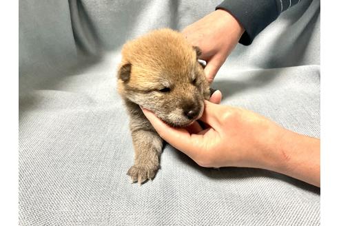 成約済の奈良県の豆柴-170147の3枚目