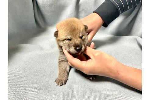 成約済の奈良県の豆柴-170147の2枚目