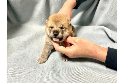 成約済の奈良県の豆柴-170150の1枚目