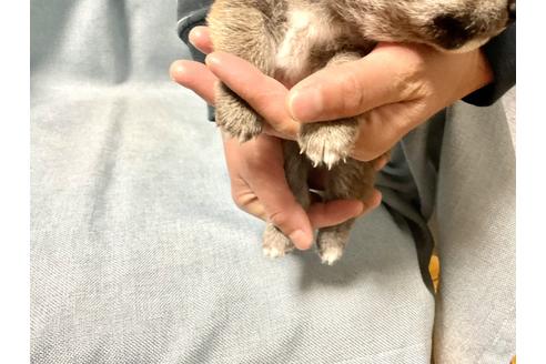 成約済の奈良県の豆柴-170150の5枚目