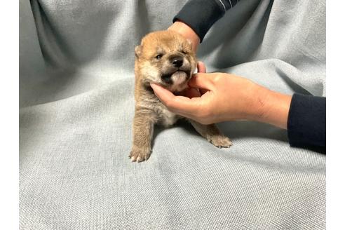 成約済の奈良県の豆柴-170150の4枚目