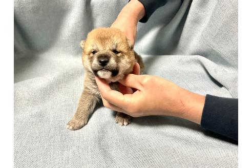 成約済の奈良県の豆柴-170150の3枚目