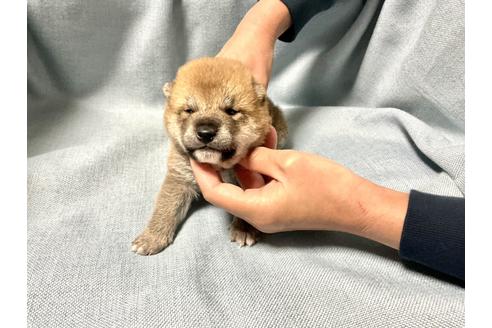 成約済の奈良県の豆柴-170150の2枚目