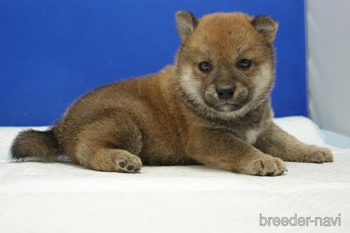 成約済の愛知県の柴犬-169038の5枚目