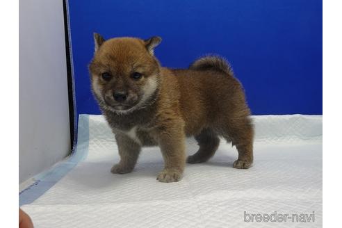 成約済の愛知県の柴犬-169038の2枚目