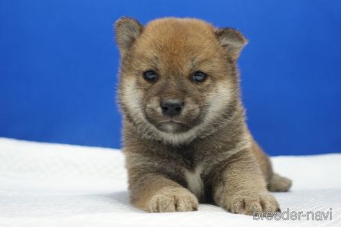 成約済の愛知県の柴犬-169038の1枚目