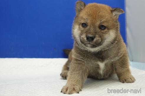成約済の愛知県の柴犬-169038の4枚目