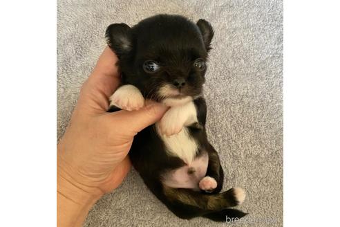 成約済の東京都のチワワ(ロングコート)-170190の21枚目