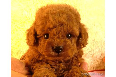 成約済の茨城県のタイニープードル-170208の3枚目