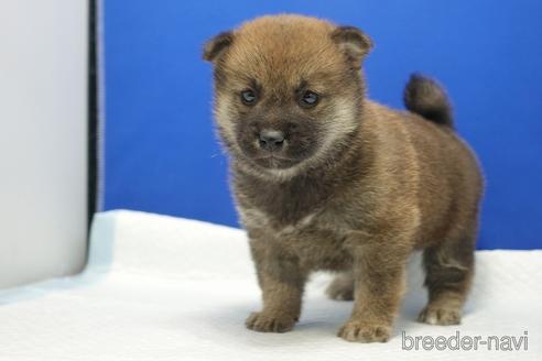 成約済の愛知県の柴犬-169052の3枚目