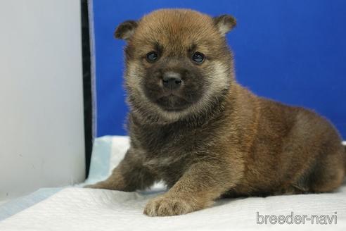 成約済の愛知県の柴犬-169052の2枚目