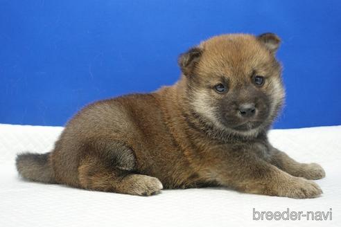 成約済の愛知県の柴犬-169052の4枚目