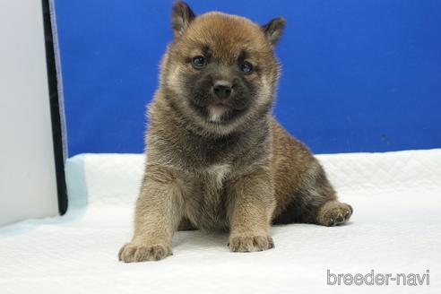 成約済の愛知県の柴犬-169058