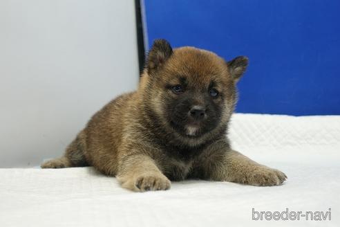 成約済の愛知県の柴犬-169058の4枚目