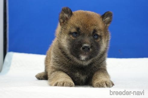 成約済の愛知県の柴犬-169058の5枚目