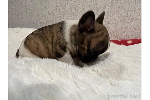 成約済の茨城県のフレンチブルドッグ-166872の3枚目