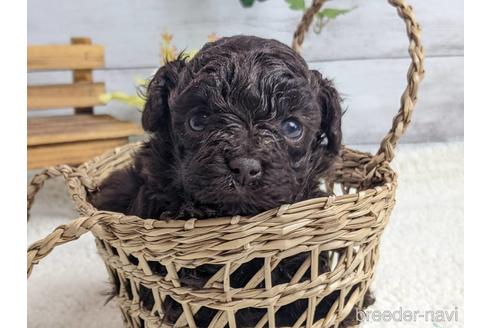 成約済の静岡県のタイニープードル-170244の6枚目