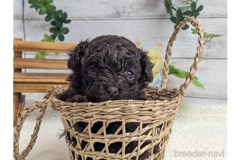 成約済の静岡県のタイニープードル-170244の5枚目