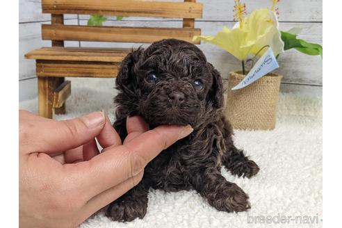 成約済の静岡県のタイニープードル-170244の4枚目