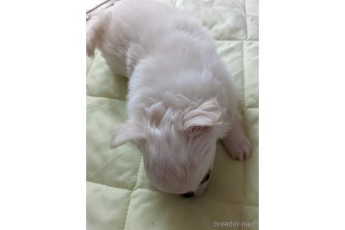 成約済の埼玉県のチワワ(ロングコート)-168764の2枚目