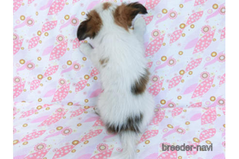 成約済の千葉県のパピヨン-167406の4枚目