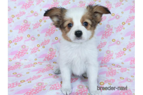 成約済の千葉県のパピヨン-167406の3枚目