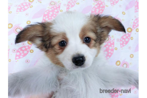 成約済の千葉県のパピヨン-167406の2枚目