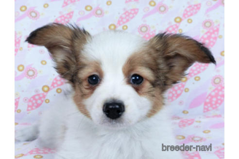 成約済の千葉県のパピヨン-167406の1枚目