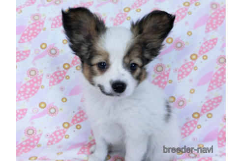 成約済の千葉県のパピヨン-167400の7枚目