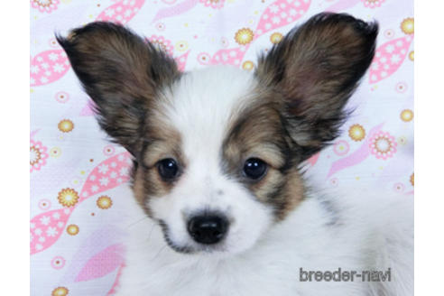 成約済の千葉県のパピヨン-167400の5枚目