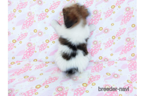 成約済の千葉県のパピヨン-167399の4枚目