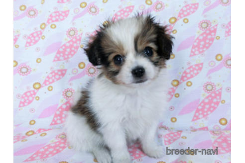 成約済の千葉県のパピヨン-167399の3枚目