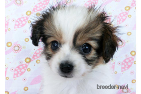 成約済の千葉県のパピヨン-167399の2枚目