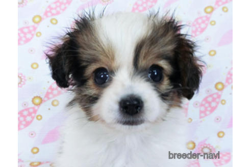 成約済の千葉県のパピヨン-167399の1枚目