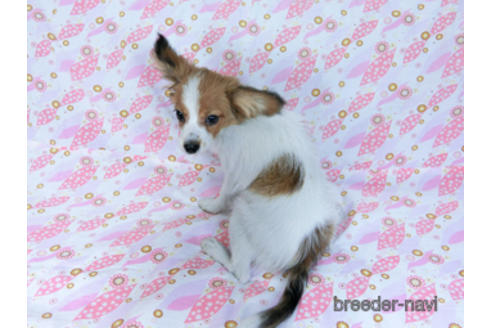 成約済の千葉県のパピヨン-159996の4枚目