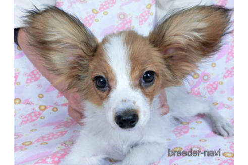 成約済の千葉県のパピヨン-159996の3枚目