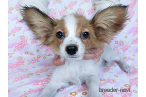 成約済の千葉県のパピヨン-159996の2枚目