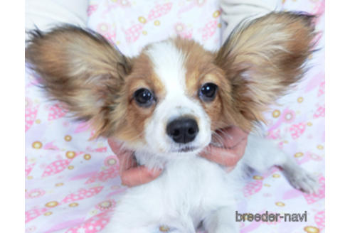 成約済の千葉県のパピヨン-159996の1枚目